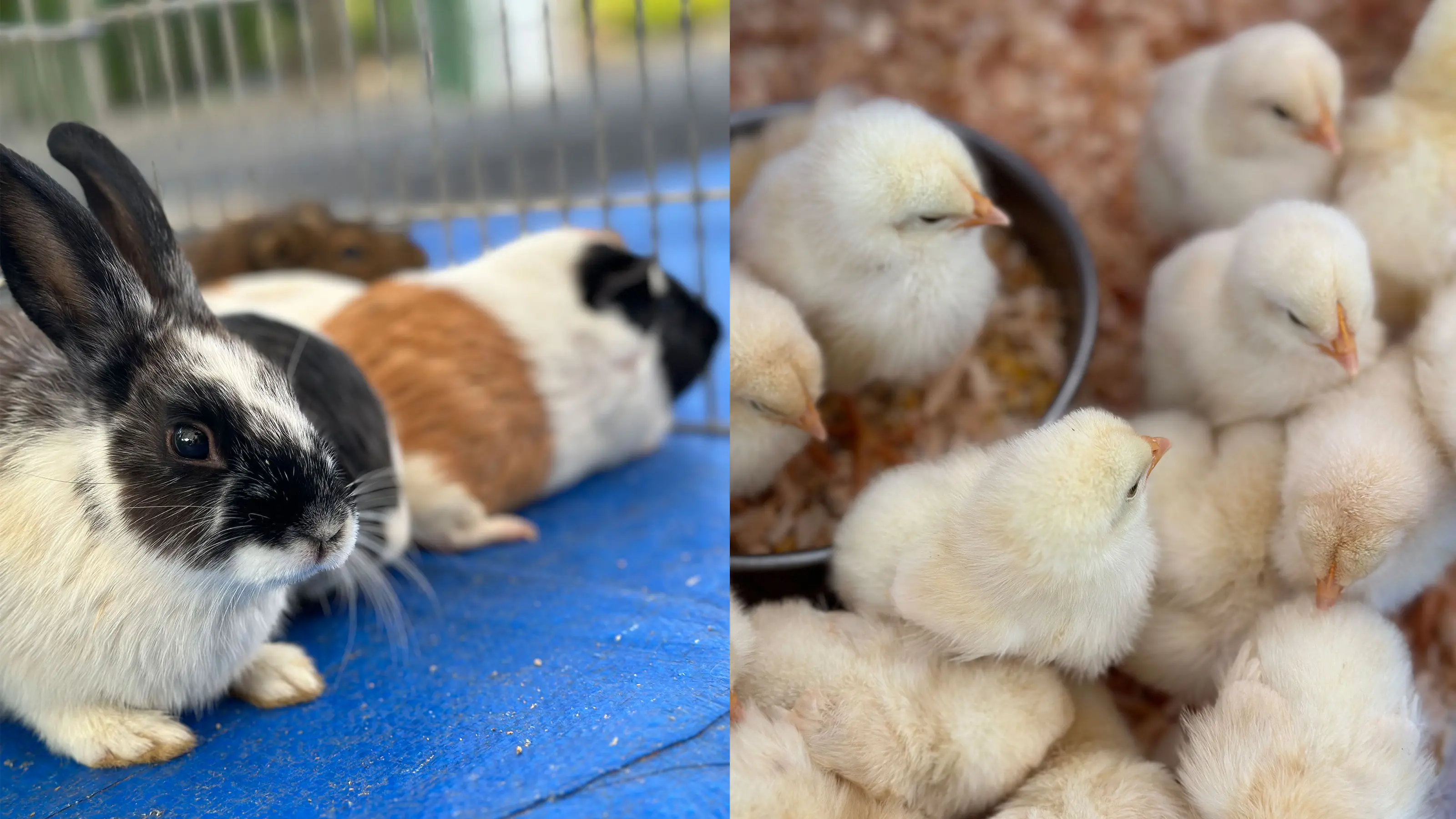 移動動物園